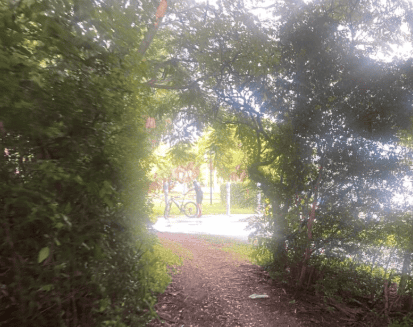 Serene forest pathway with lush green trees and sunlight filtering through leaves.